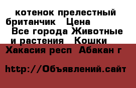 котенок прелестный британчик › Цена ­ 12 000 - Все города Животные и растения » Кошки   . Хакасия респ.,Абакан г.